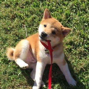 Meet your Posher, Maya